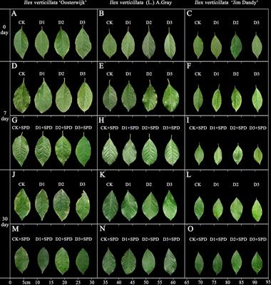 Exogenous spermidine improved drought tolerance in Ilex verticillata seedlings